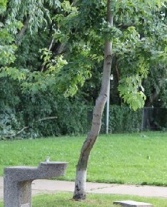 tree3_jpg_size_xxlarge_letterbox.jpg
